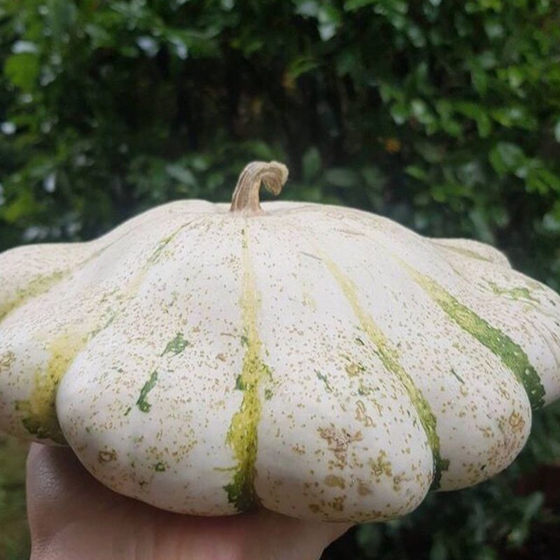 UFO Squash Seed