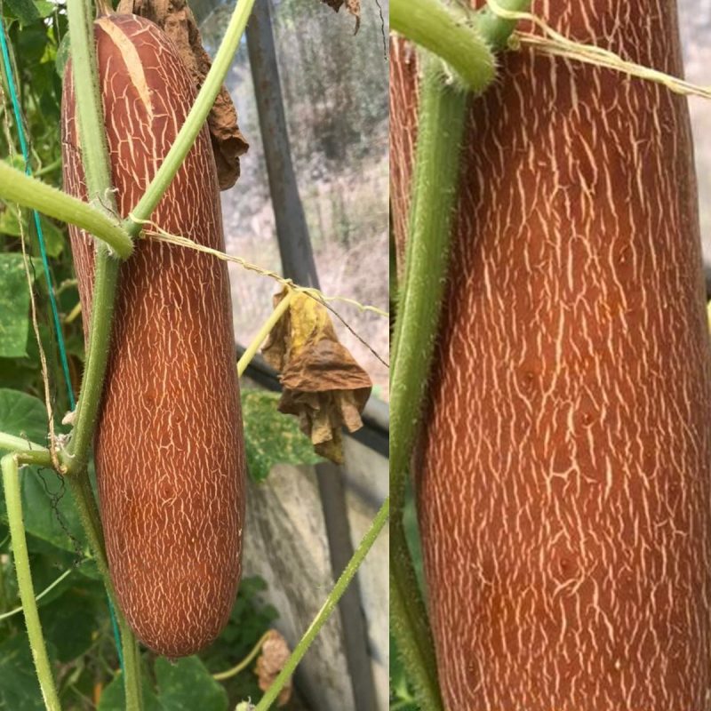 Long Çatalca Cucumber Seed