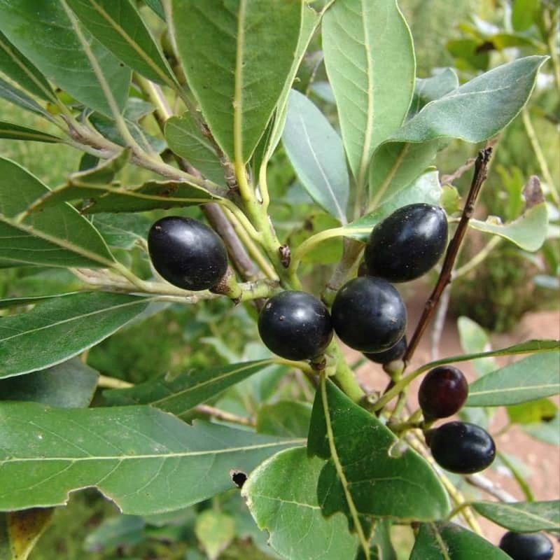 Yağlı Defne Tohumu