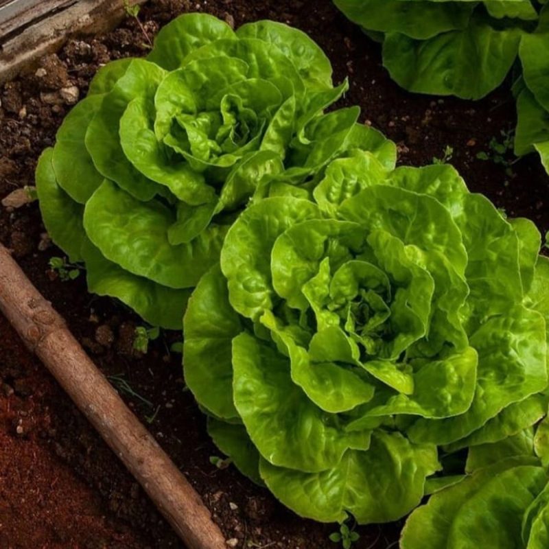 Butterhead Curly Lettuce Seed