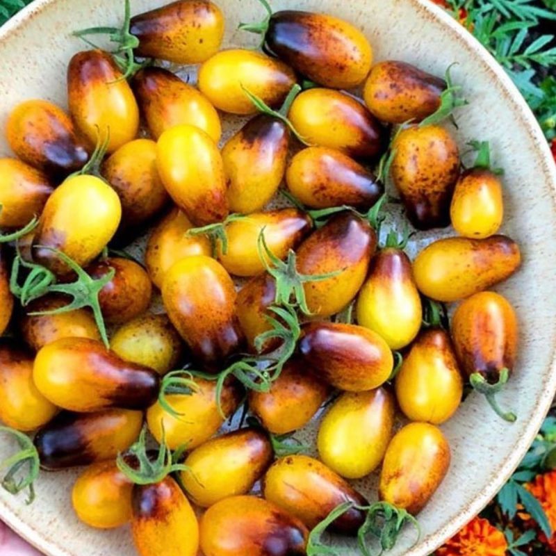 Burnt Pear Cherry Tomato Seed