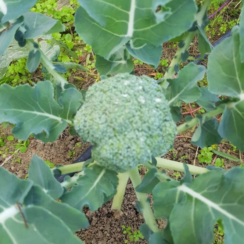 Green Broccoli Seed
