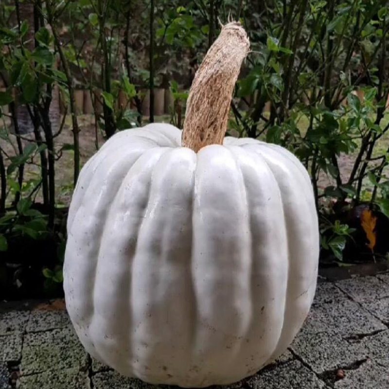 Yozgat Chestnut Squash Seed