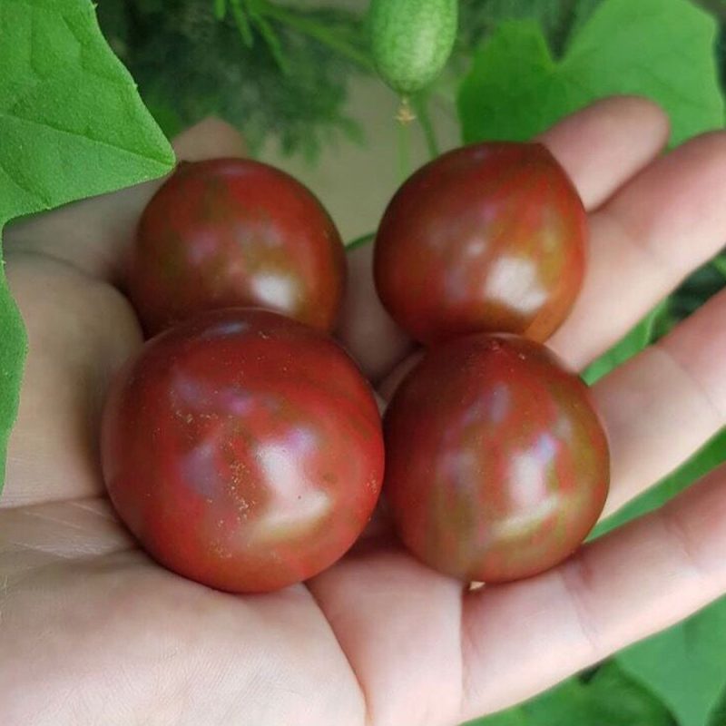 Zebra Cherry Tomato Seed